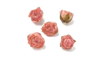 charm rose