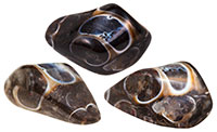 Agate fossile